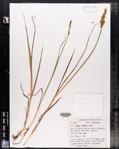 Carex stipata