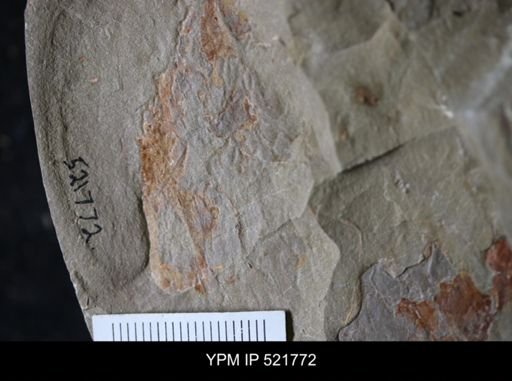 Hurdiidae?