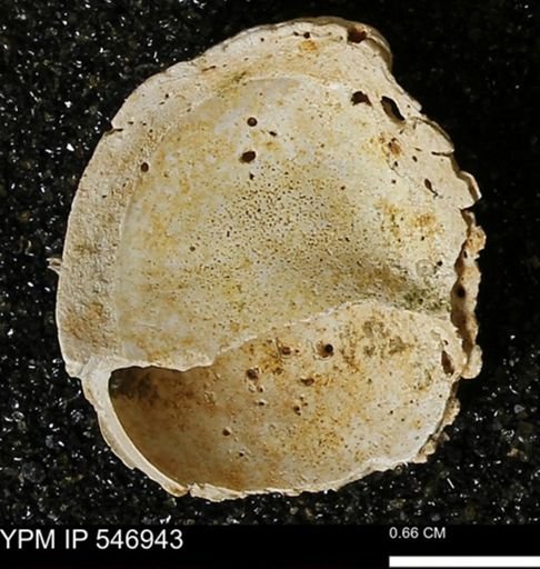 Crepidula fornicata