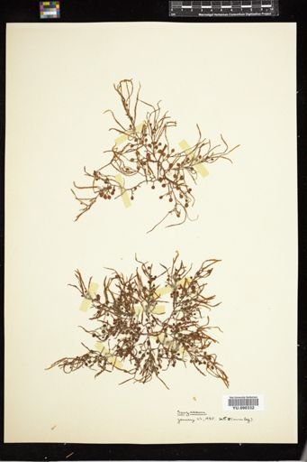 Sargassum