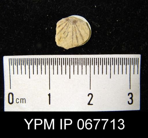 Orthostrophia strophomenoides