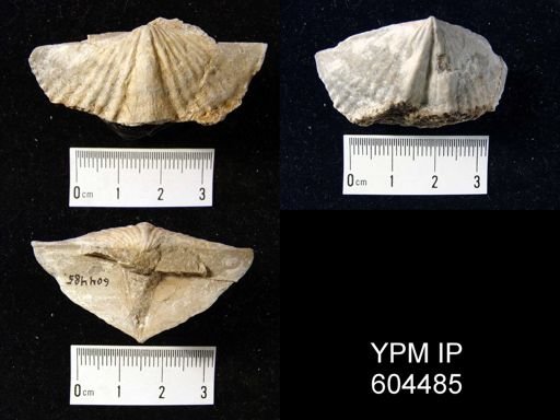 Pseudosyrinx?