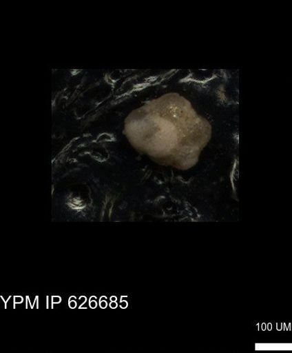 undet. Foraminiferida