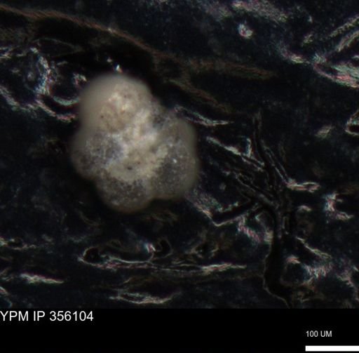 undet. Foraminiferida