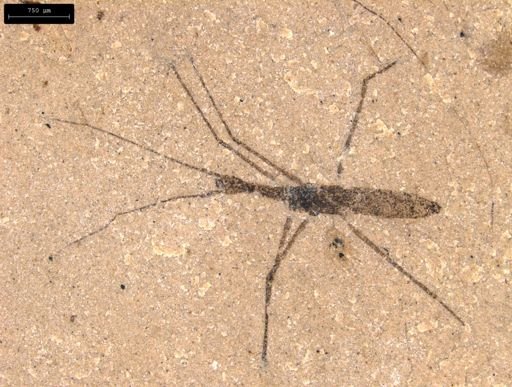 undet. Hydrometridae