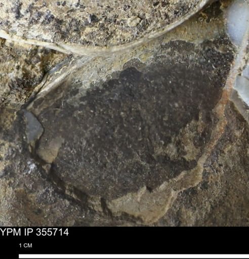 undet. Bivalvia