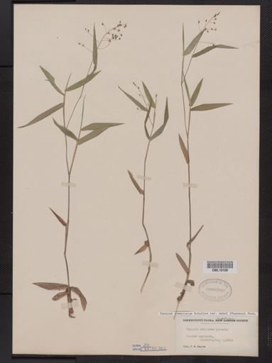 Panicum commutatum