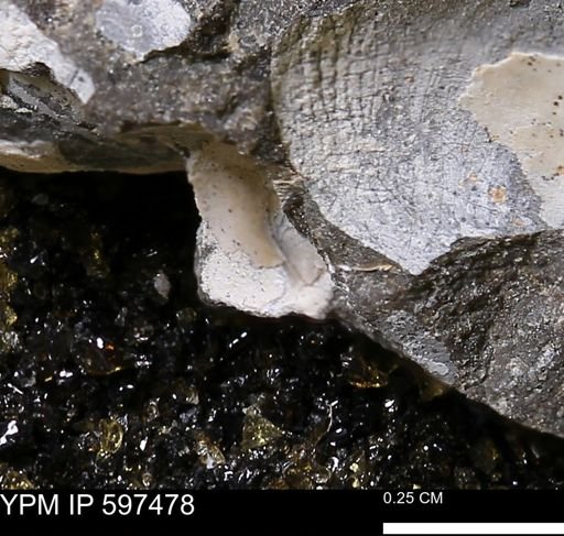 Limopsis striatopunctatus