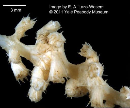 Ceratoisis ornata