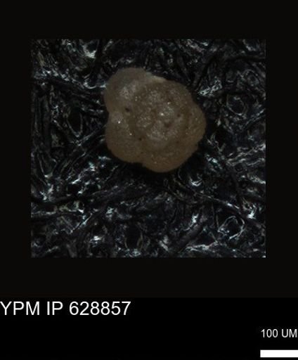 undet. Foraminiferida