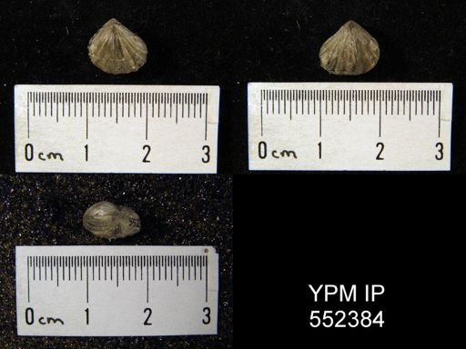 undet. Rhynchonellida