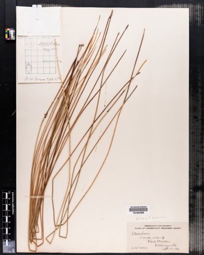Eleocharis palustris