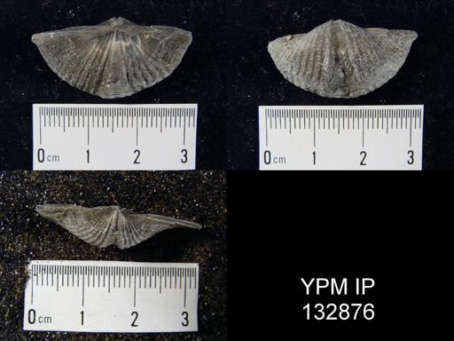 Mucrospirifer pennatus