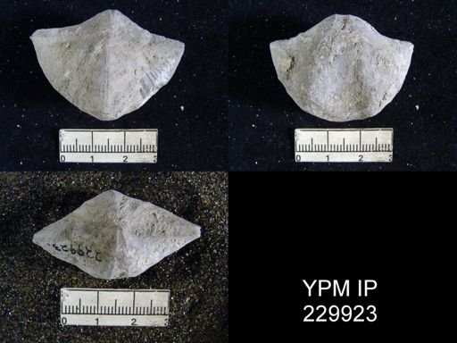 Neospirifer dunbari