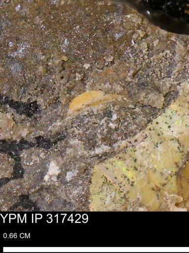 undet. Mollusca
