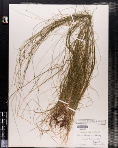 Carex trisperma