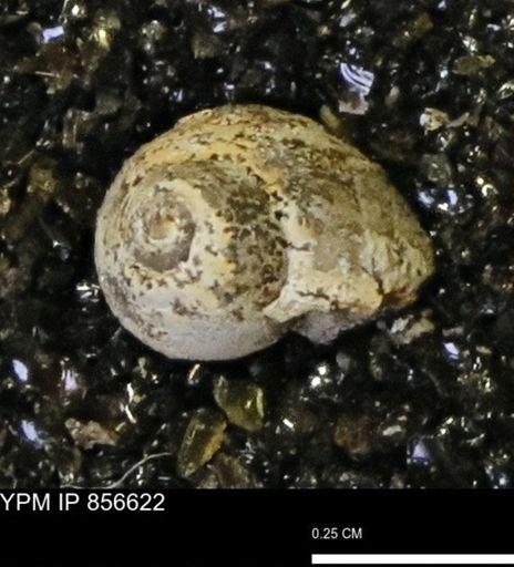 Euspira sp.