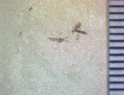 undet. Diptera