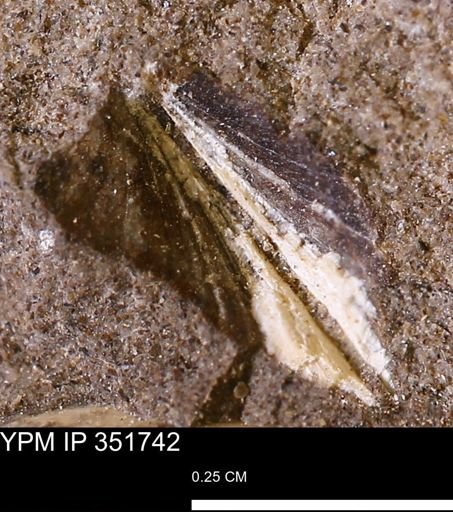 Limopsis striatopunctatus