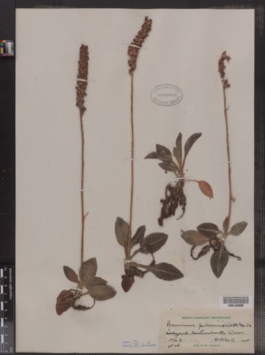 Peramium pubescens
