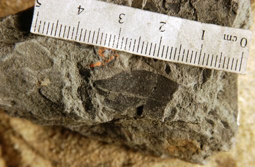 Pithecellobium imperfectum