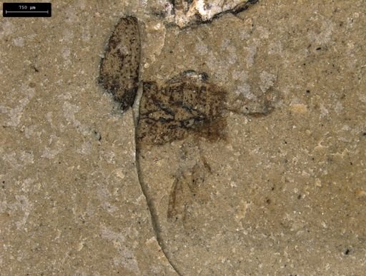 taxon undetermined