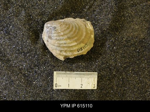 Inoceramus sp.