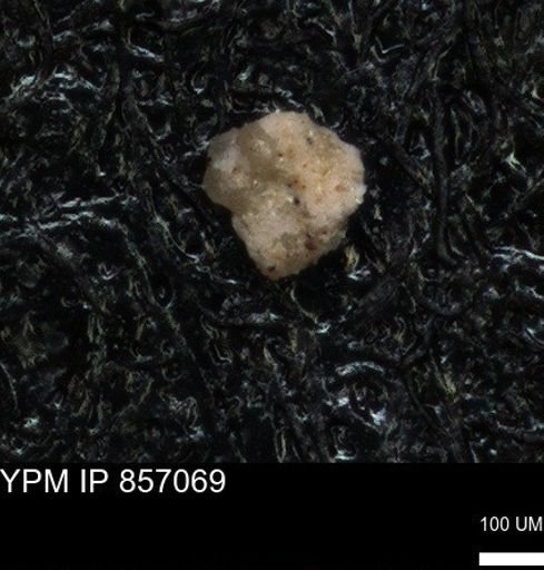 undet. Foraminiferida