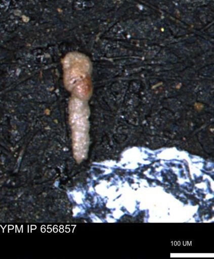 Verneuilinoides kansasensis