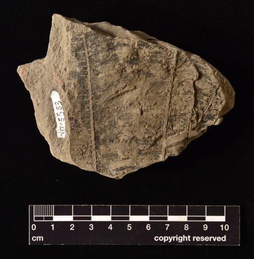 Thaumatopteris schenki