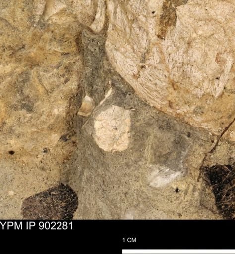 undet. Mollusca