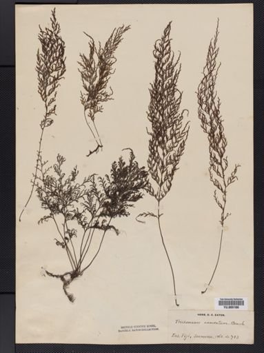 Trichomanes