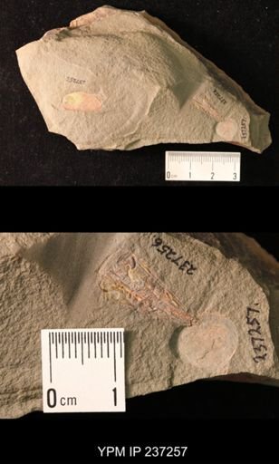 undet. Brachiopoda