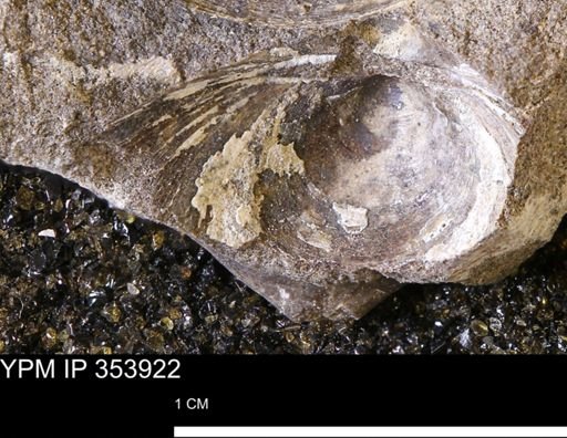 Limopsis striatopunctatus