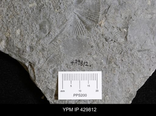 Devonochonetes sp.