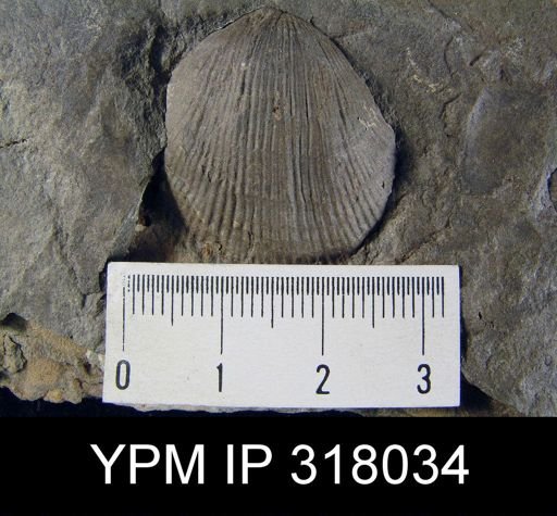 Pseudoatrypa devoniana