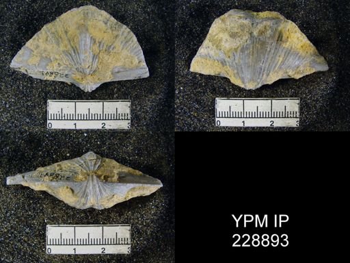 Neospirifer latus