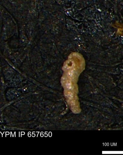Verneuilinoides kansasensis
