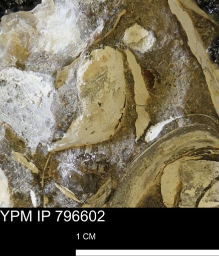 undet. Bivalvia