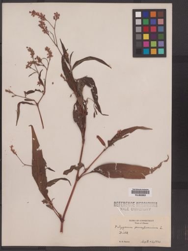 Polygonum pensylvanicum