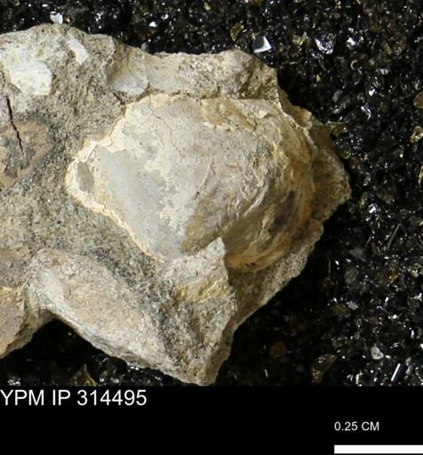 undet. Bivalvia