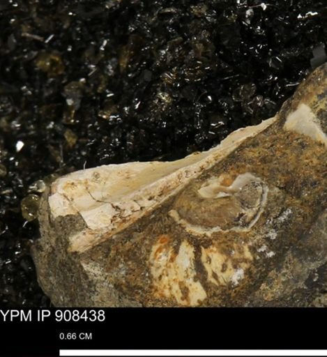 undet. Bivalvia