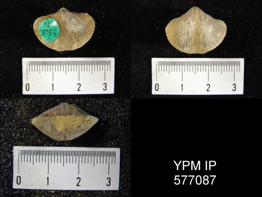 Spirifer whitneyi