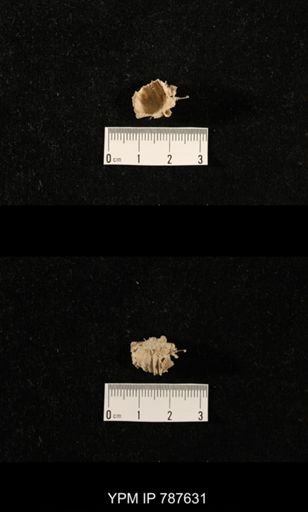 undet. Brachiopoda