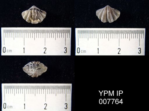 Delthyris elevata