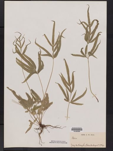 Pteris