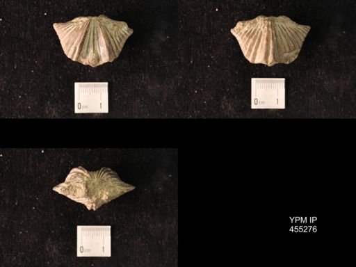 Platystrophia cypha