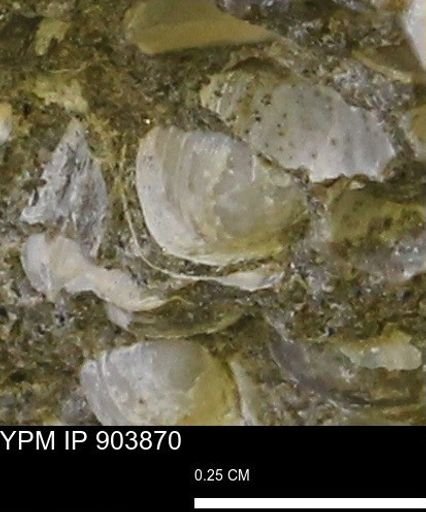 Corbulamella?