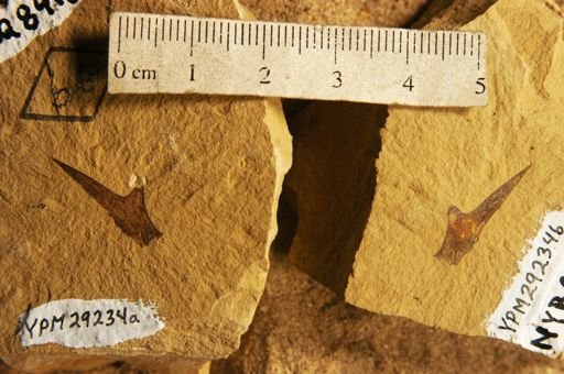 Mahonia obliqua