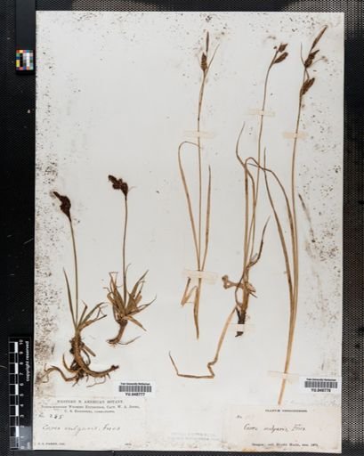 Carex nigra
